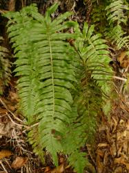 Blechnum deltoides. Sterile and fertile fronds with basal pair of pinnae reflexed basiscopically.
 Image: L.R. Perrie © Leon Perrie CC BY-NC 3.0 NZ